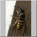 Dolichovespula saxonica -Saechsische Wespe 03.jpg